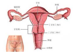 子宫发育不良能治吗?还能怀孕吗？