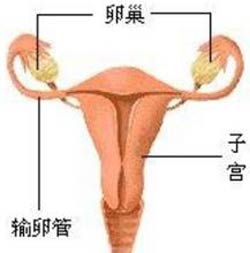 幼稚子宫威胁孕育 治疗需趁早